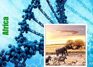 Africa genetiğine sahip kenevir çeşitleri