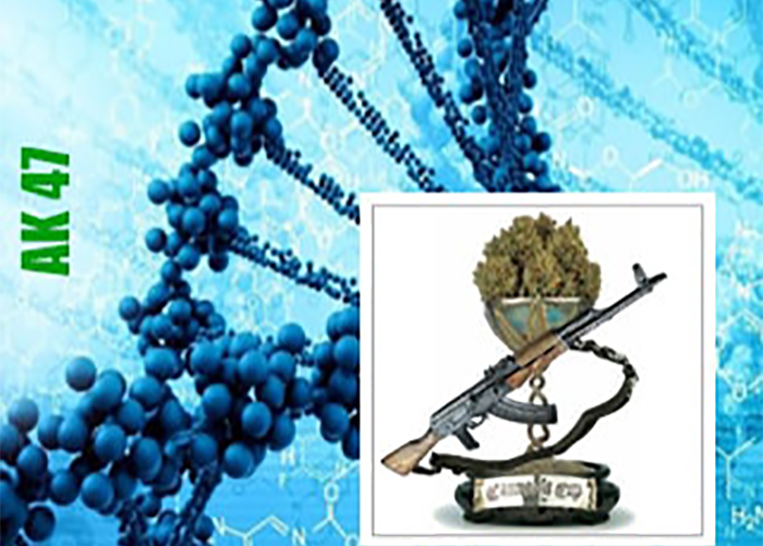 AK 47 genetiğine sahip kenevir çeşitleri