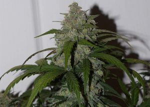 Auto Fast Bud feminised Ganja Seeds