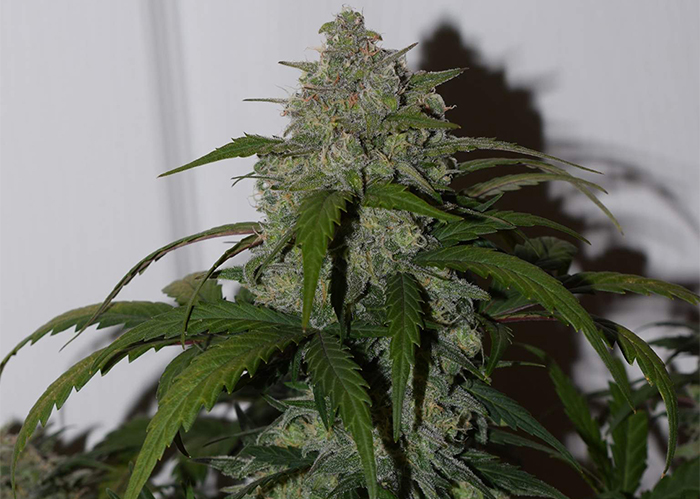 Auto Fast Bud feminised Ganja Seeds