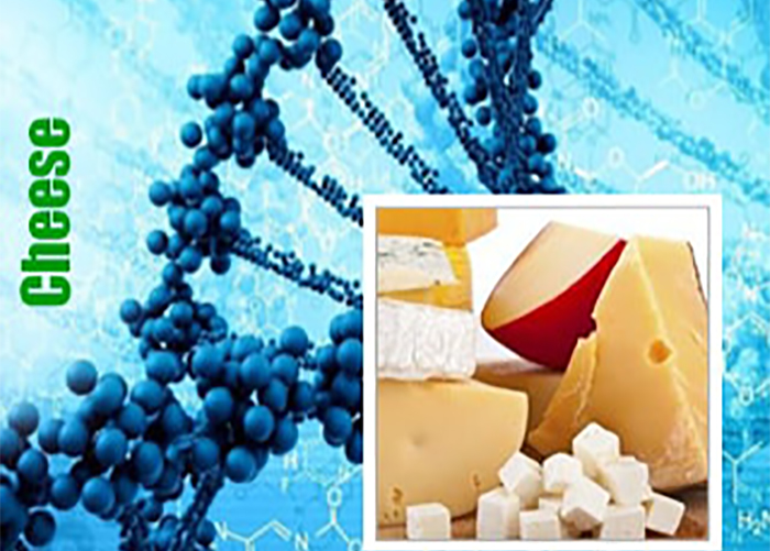Cheese genetiğine sahip kenevir çeşitleri