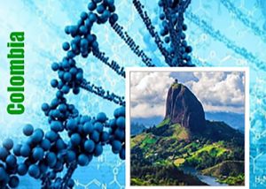 Colombia genetiğine sahip kenevir çeşitleri