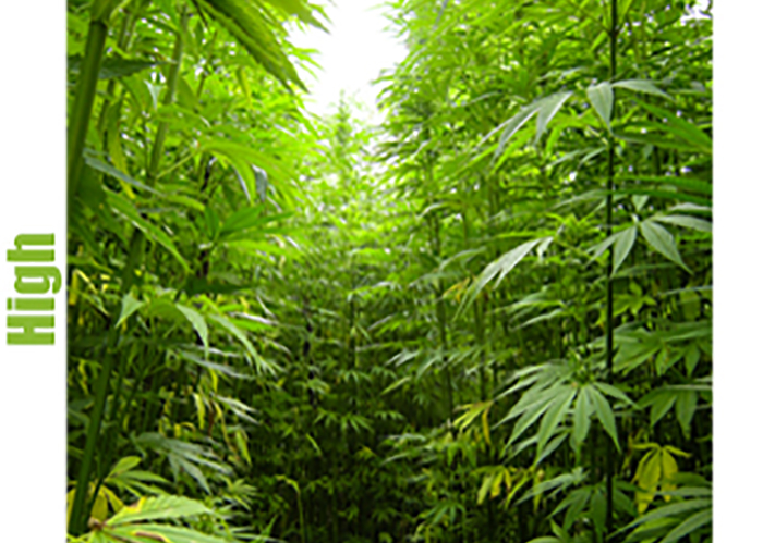 Ganjaseeds - yüksek kenevir çeşitleri