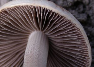 Panaeolus Tropicalis