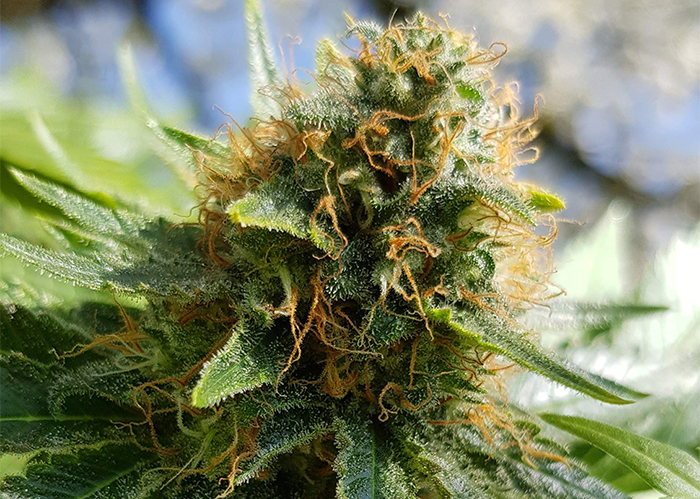 Somango feminised Ganja Seeds